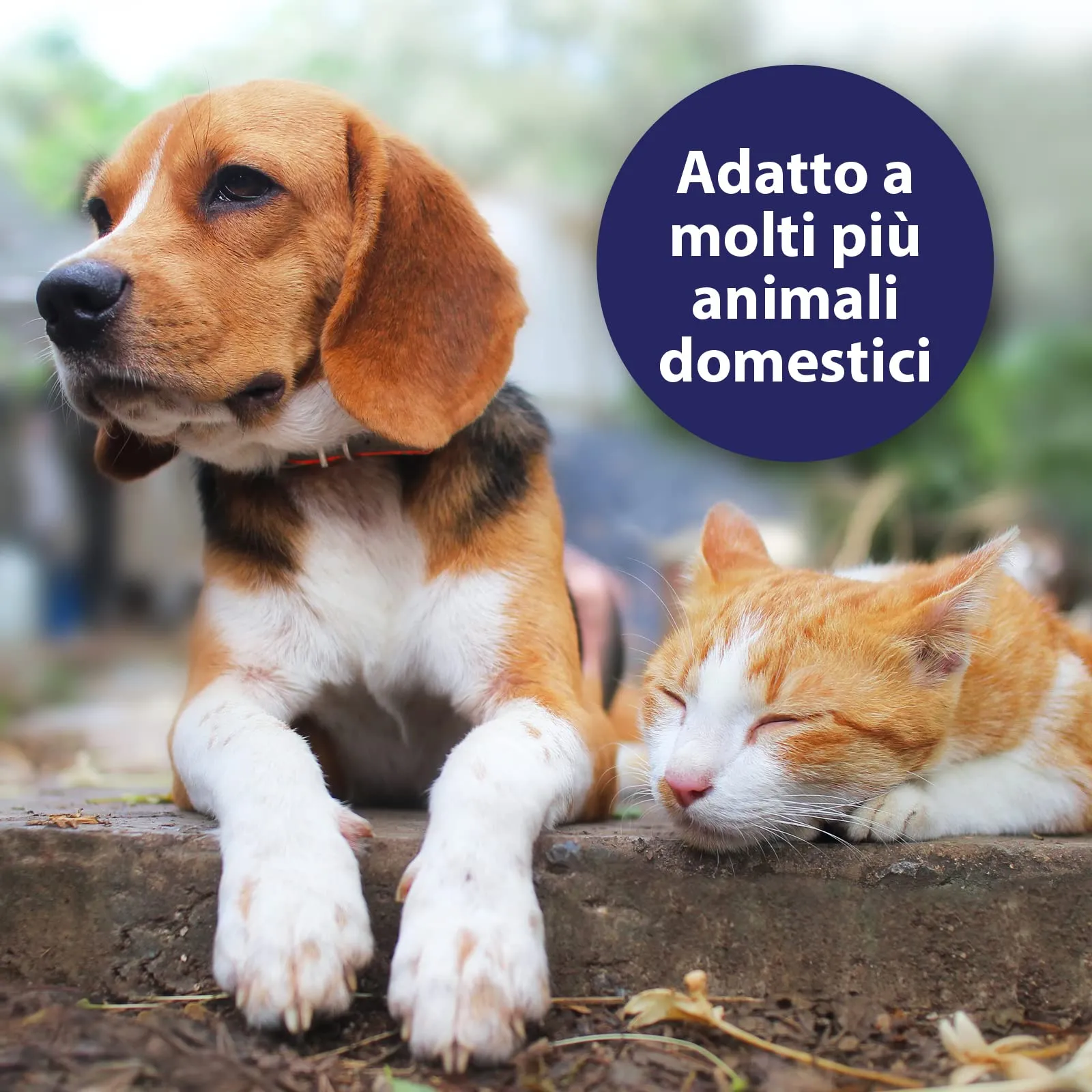 Canosept Spray per la cura della pelle per cani, 250 ml, rigenera e nutre la pelle, naturale e particolarmente delicato - immagine 3