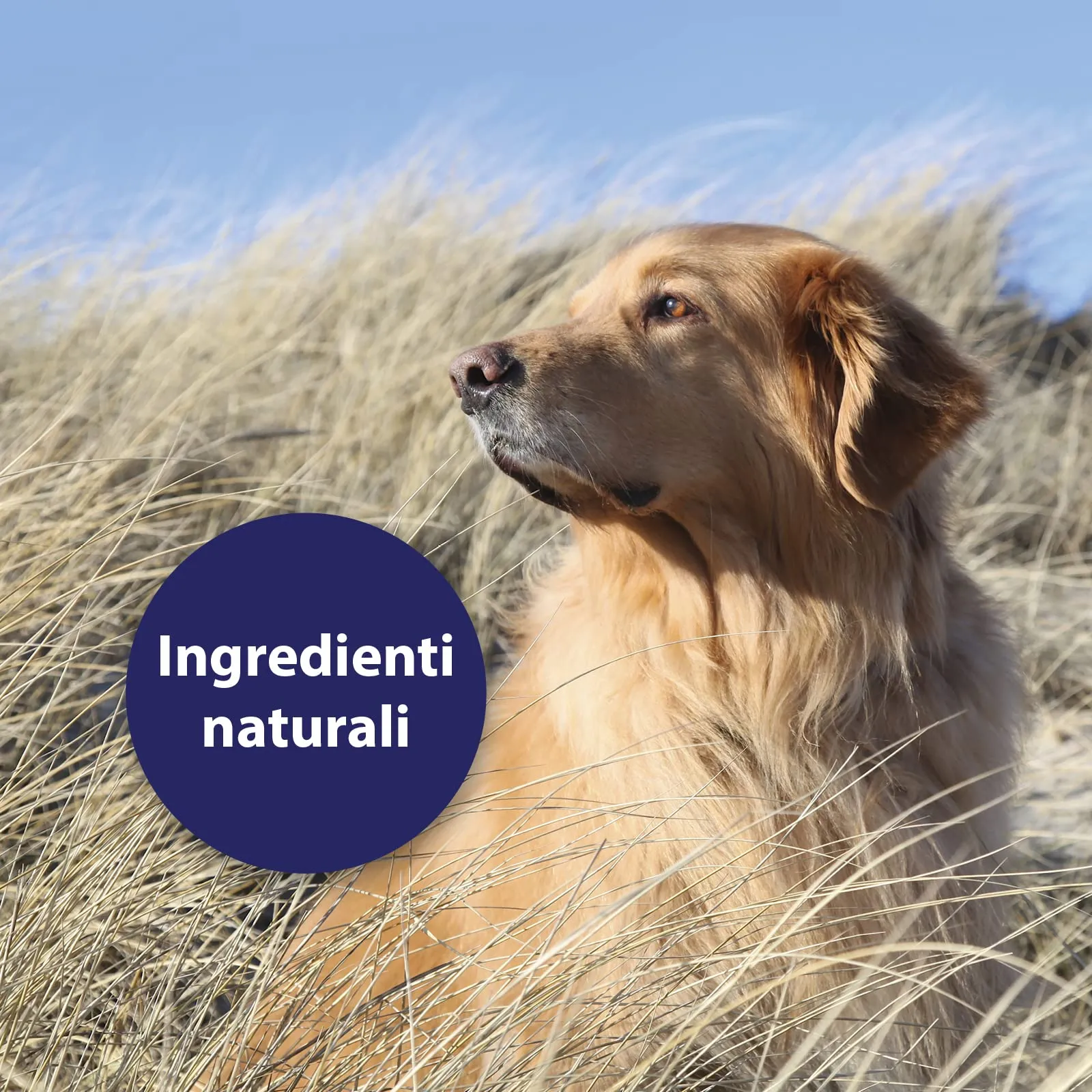 Canosept Spray per la cura della pelle per cani, 250 ml, rigenera e nutre la pelle, naturale e particolarmente delicato - immagine 5