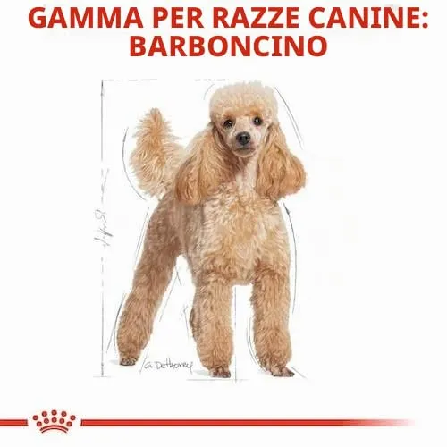 Royal Canin Poodle Adult | Confezione Doppia | 2 x 12 x 85 g | Alimento umido per barboncini adulti | Per sostenere il mantello | Nutrizione quotidiana ottimale | Dal 10° mese di vita - immagine 6