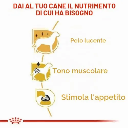Royal Canin Poodle Adult | Confezione Doppia | 2 x 12 x 85 g | Alimento umido per barboncini adulti | Per sostenere il mantello | Nutrizione quotidiana ottimale | Dal 10° mese di vita - immagine 7