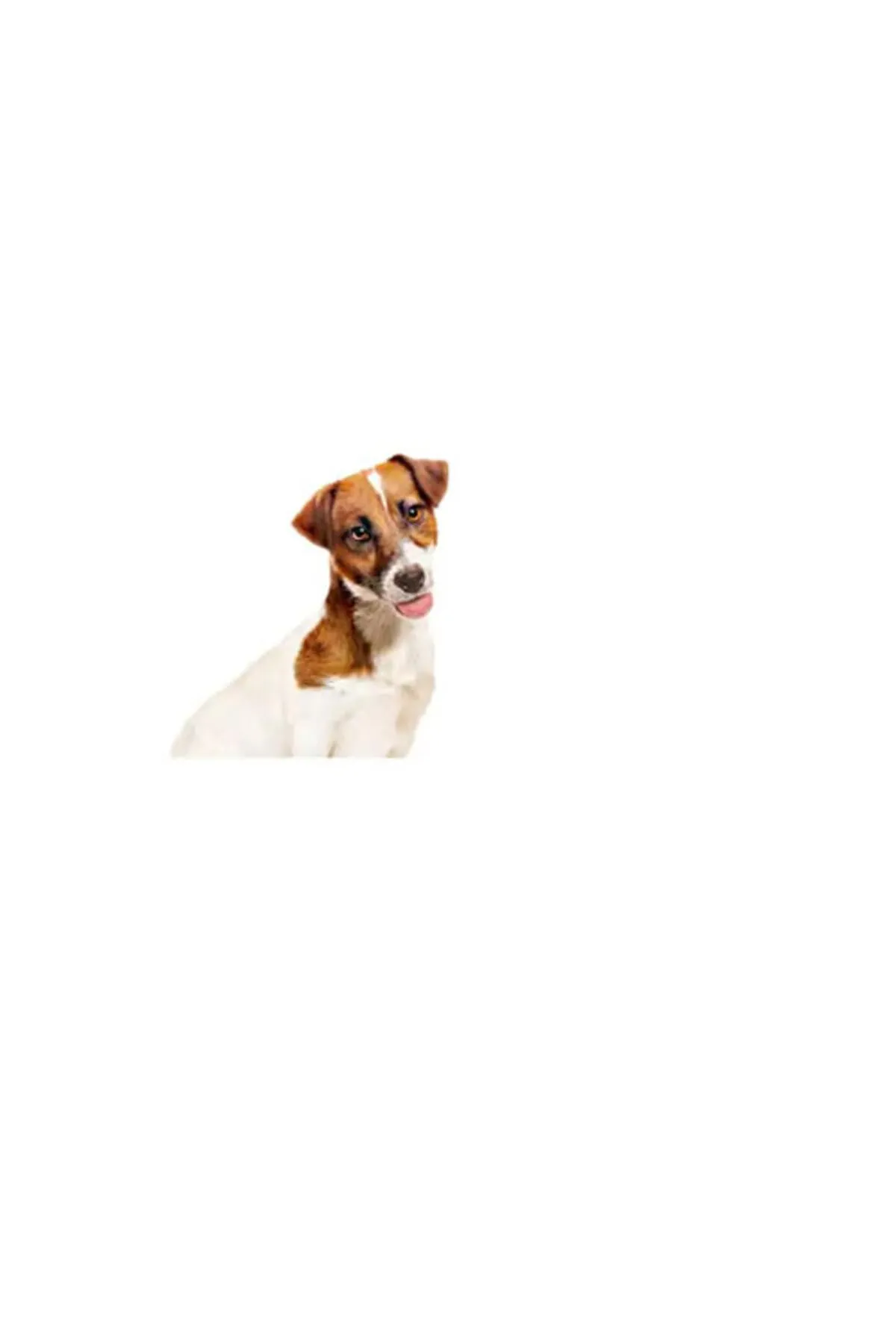 Royal Canin Mini Adult | 12 x 195 g | Alimento umido per cani adulti di piccola taglia (da 1 a 10 kg) | Da 10 mesi a 12 anni | Contenuto energetico adattato - immagine 3