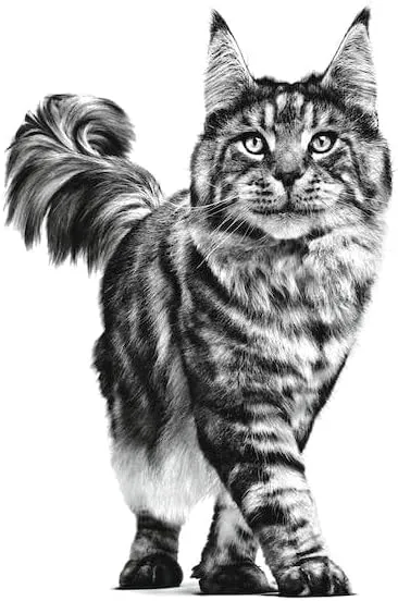Royal Canin Veterinary Mobility | 2 kg | Cibo secco per gatti | Per favorire la mobilità | Complesso di nutrienti per le articolazioni | Con cozza dalle labbra verdi - immagine 4