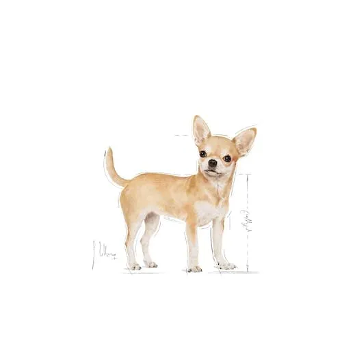 Royal Canin Chihuahua Adult | 3 kg | Alimento secco per chihuahua adulti | Per favorire la qualità delle feci e la salute dentale | Alta accettazione - immagine 3