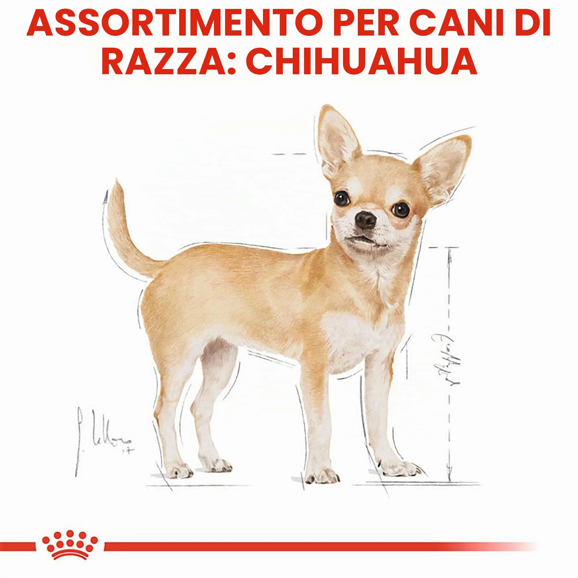 Royal Canin Chihuahua Adult | 3 kg | Alimento secco per chihuahua adulti | Per favorire la qualità delle feci e la salute dentale | Alta accettazione - immagine 4