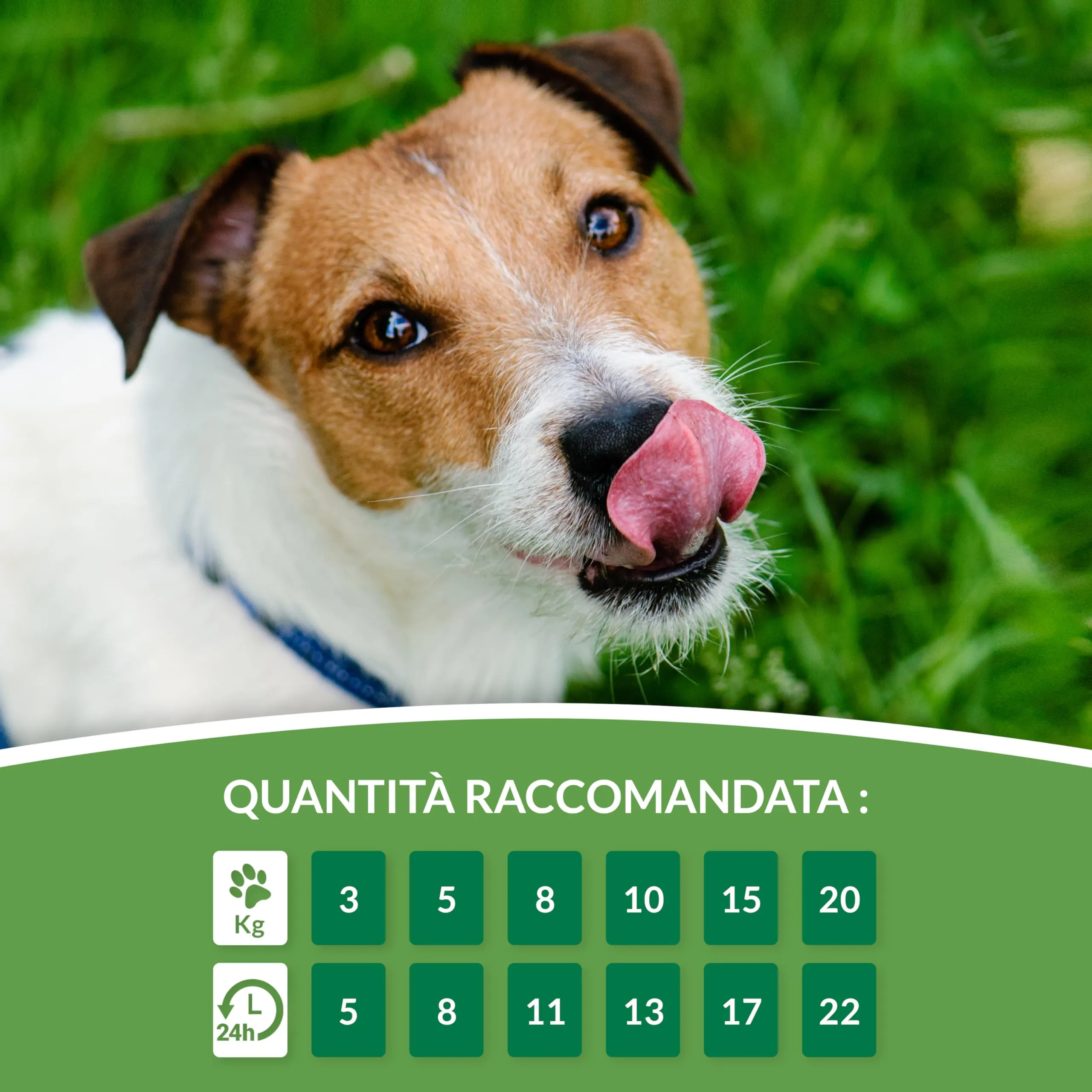 INABA Churu Snack per Cani Cremoso al Pollo e Formaggio - 1 Pack (8 Stick x 20gr) - Premietti per Cane Ipocalorici Morbidi e Deliziosi, Senza Conservanti o Coloranti Artificiali, Grain-Free - immagine 6