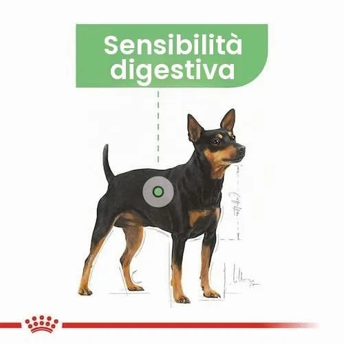 Royal Canin Digestive Care | Confezione Doppia | 2 x 12 x 85 g | Cibo umido per cani adulti | A partire da 10 mesi di età | Adatto a cani con digestione sensibile - immagine 6