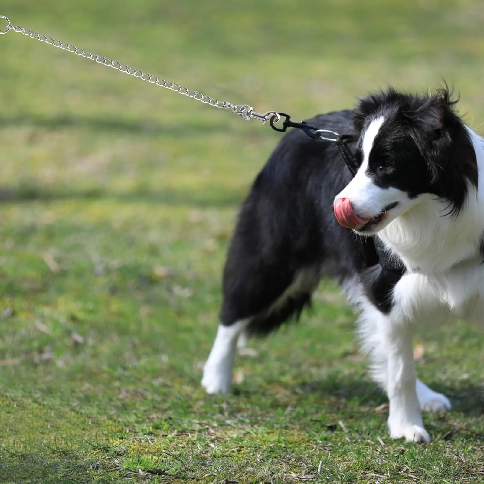 Guinzaglio a Catena per Cani, Guinzaglio Anti Morso in Acciaio - immagine 5