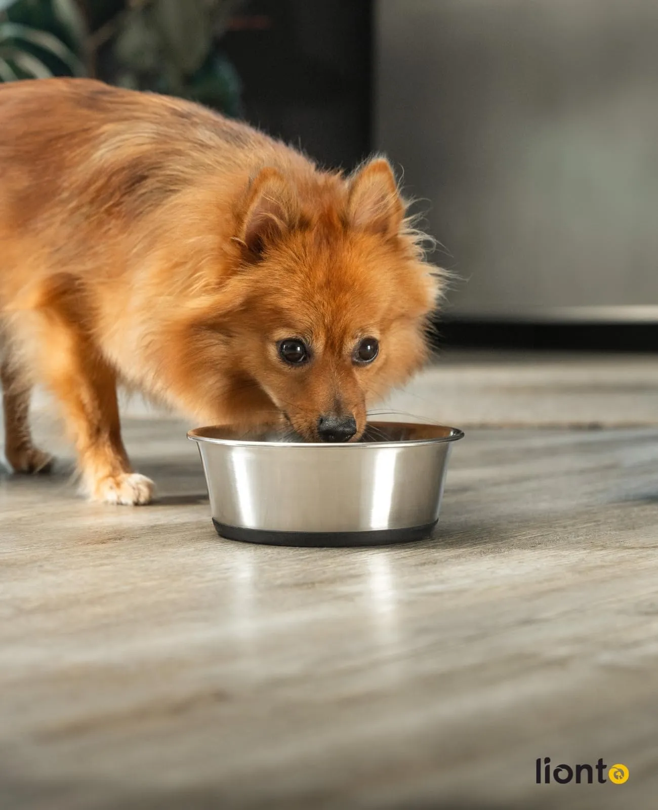 lionto Ciotola Acciaio per Cani e Gatti, Antiscivolo, 950 ml - immagine 2