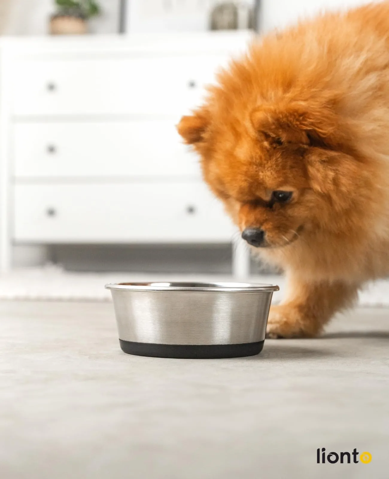 lionto Ciotola Acciaio per Cani e Gatti, Antiscivolo, 600 ml - immagine 2
