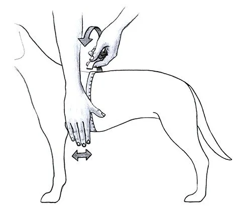 Julius-K9 162R1 Pettorina K9, Rosso - immagine 3