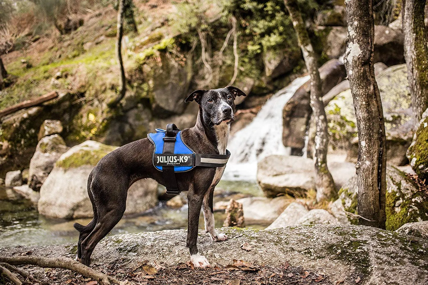 Julius-K9 162B2 Pettorina K9, Blu - immagine 8
