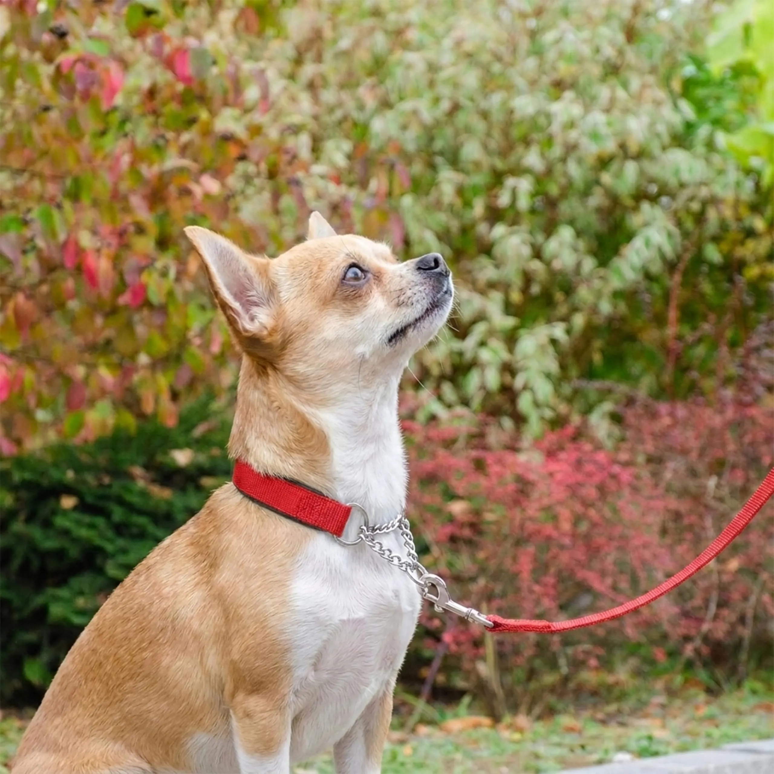 Ferplast Collare Cane Semistrozzo, in Nylon, Imbottito, Anti-trazione, per Addestramento Cani, Taglia M (Circonferenza Collo 33-45 cm), Rosso. - immagine 2