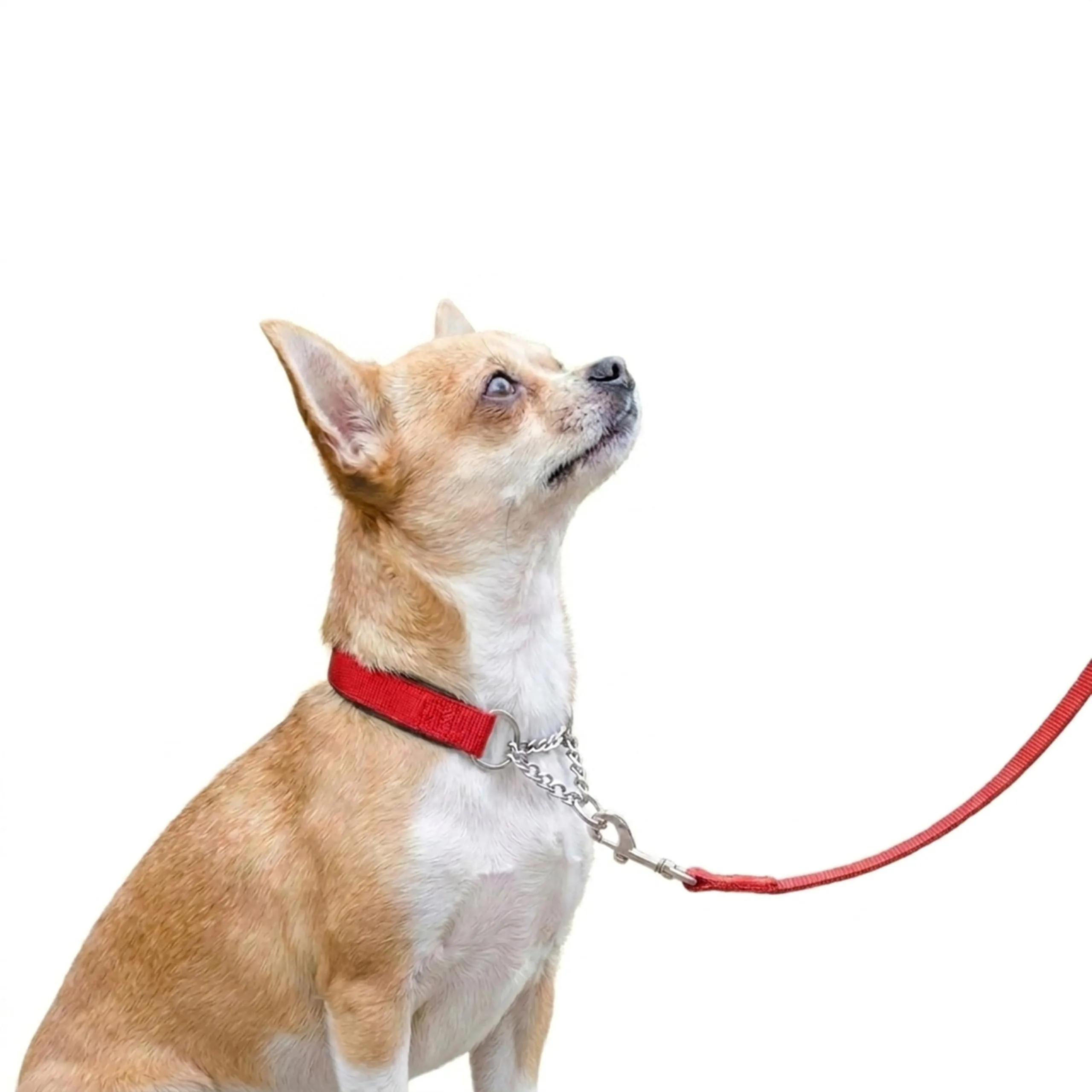 Ferplast Collare Cane Semistrozzo, in Nylon, Imbottito, Anti-trazione, per Addestramento Cani, Taglia M (Circonferenza Collo 33-45 cm), Rosso. - immagine 6
