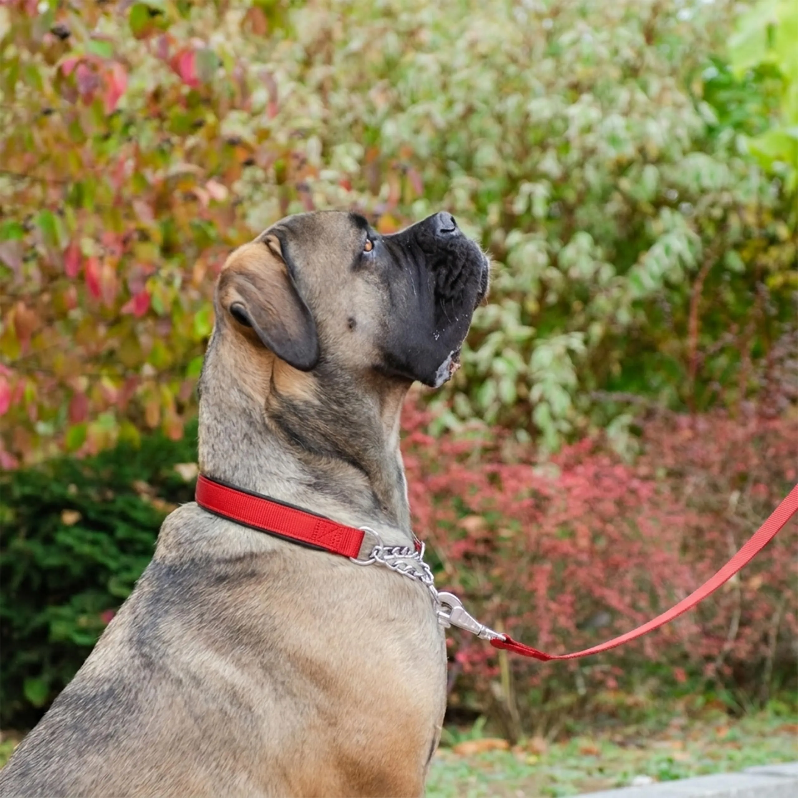 Ferplast Collare Cane Semistrozzo, in Nylon, Imbottito, Anti-trazione, per Addestramento Cani, XXL (Circonferenza Collo 55-65 cm) Rosso - immagine 2