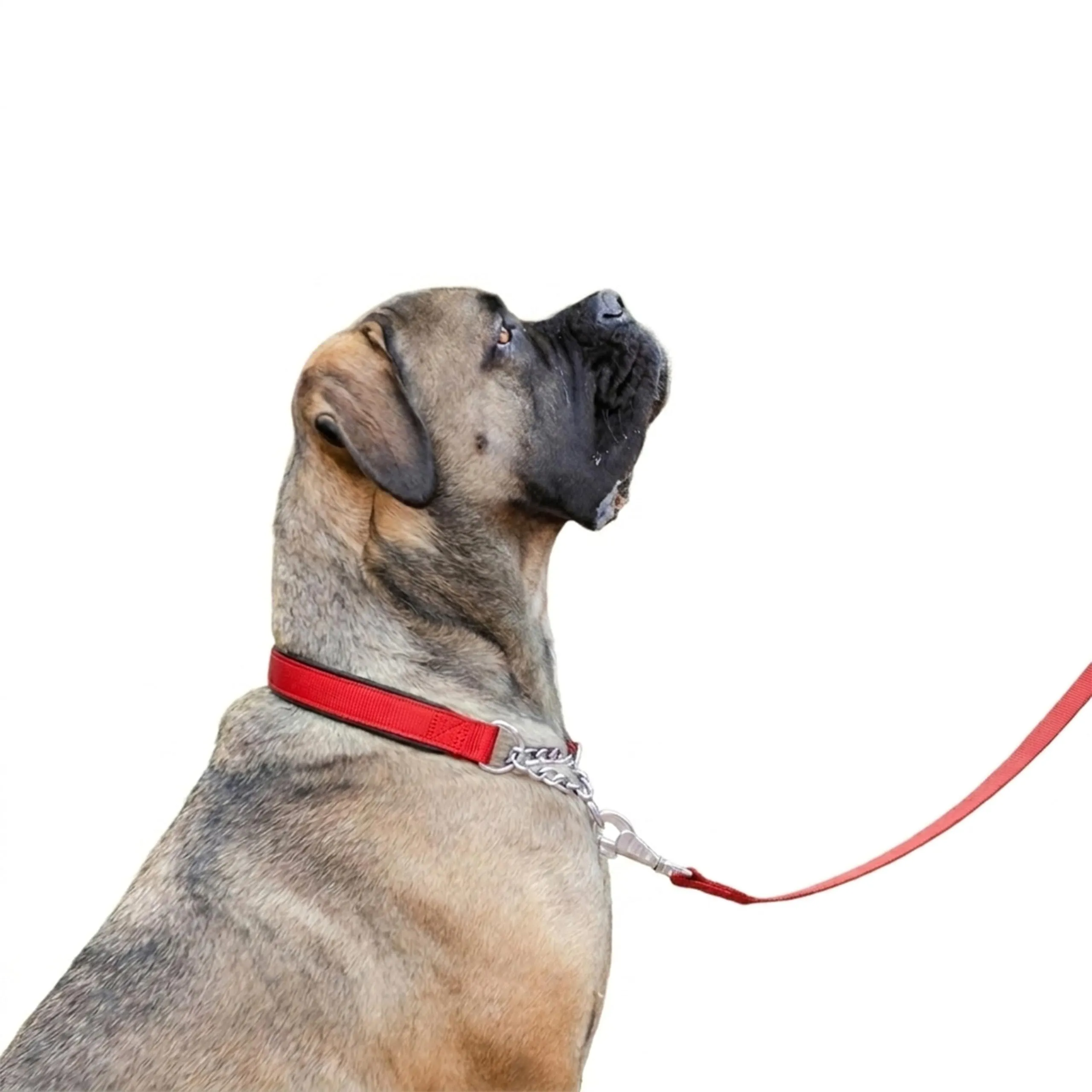 Ferplast Collare Cane Semistrozzo, in Nylon, Imbottito, Anti-trazione, per Addestramento Cani, XXL (Circonferenza Collo 55-65 cm) Rosso - immagine 6