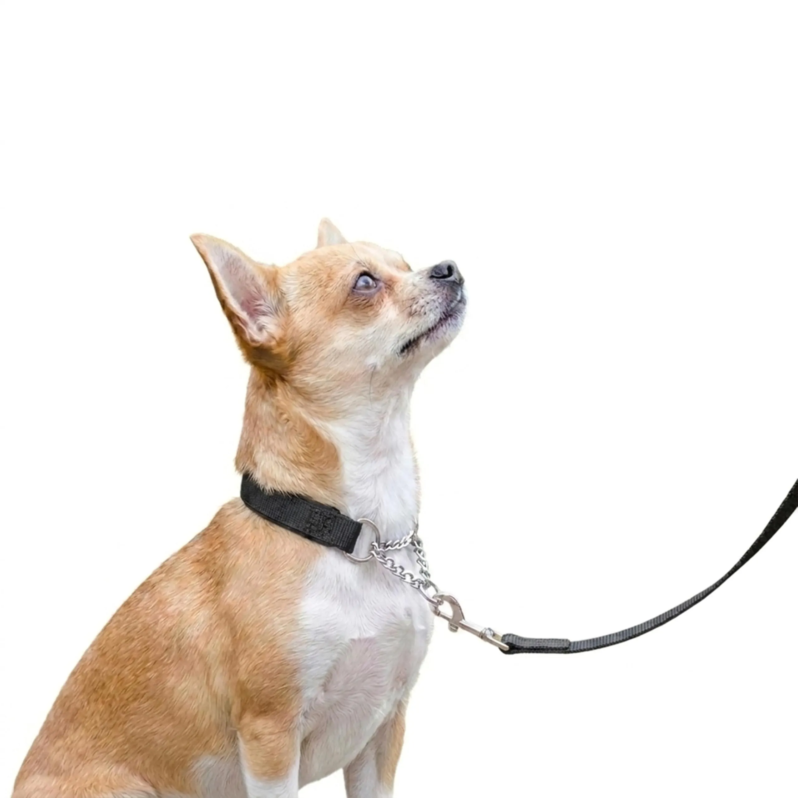 Ferplast Collare Cane Semistrozzo, in Nylon, Imbottito, Anti-trazione, per Addestramento Cani, Taglia S (Circonferenza Collo 28-40 cm), Nero. - immagine 6