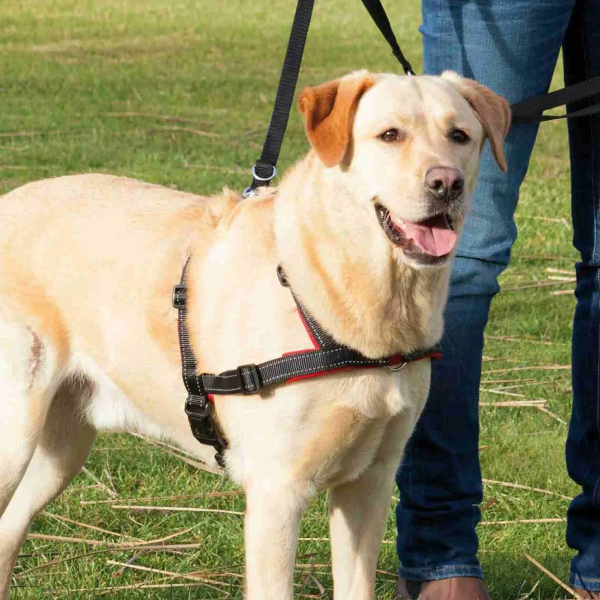 TRIXIE, Lead'n'Walk Soft Erziehungsgeschirr schwarz L-XL - immagine 3