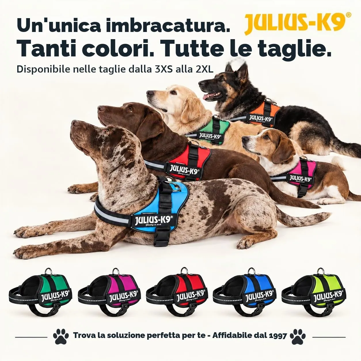 Julius-K9 Pettorina K9, Blu (Indaco), 2XL/3 - immagine 4