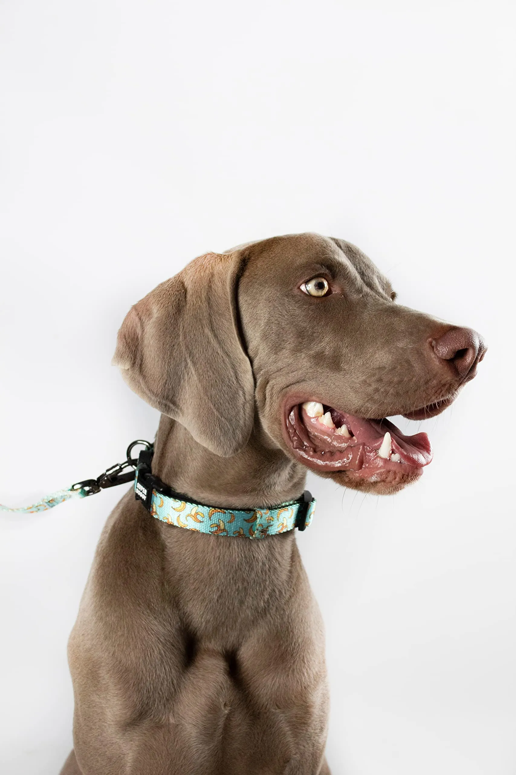Collare per Cani di Piccola, Media e Grande Taglia - Collari in Nylon Regolabile e Imbottito - Per Passeggiate, Allenamento e Corsa - Leggero e Ideale per i Cuccioli (Blue Bananas, L (40-65cm)) - immagine 5