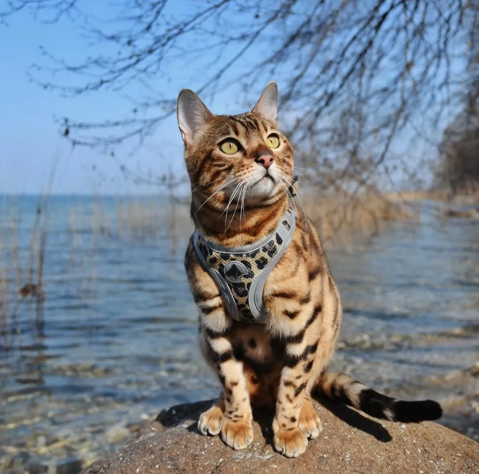 Croci Hiking Reflective High Visibility - Pettorina riflettente catarifrangente per cani, regolabile e imbottita, doppia chiusura di sicurezza velcro e fibbia, taglia M 41-46 cm - immagine 5
