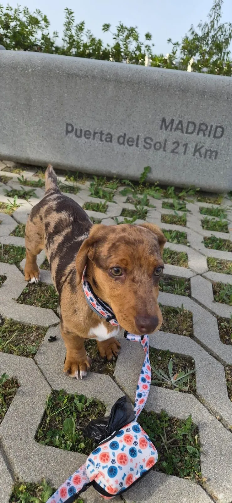 SUPER DOGGY Collare per Cani di Piccola, Media e Grande Taglia - Collari in Nylon Regolabile e Imbottito - Per Passeggiate, Allenamento e Corsa - Leggero per i Cuccioli (Bones & Paws, L (40-65cm)) - immagine 5