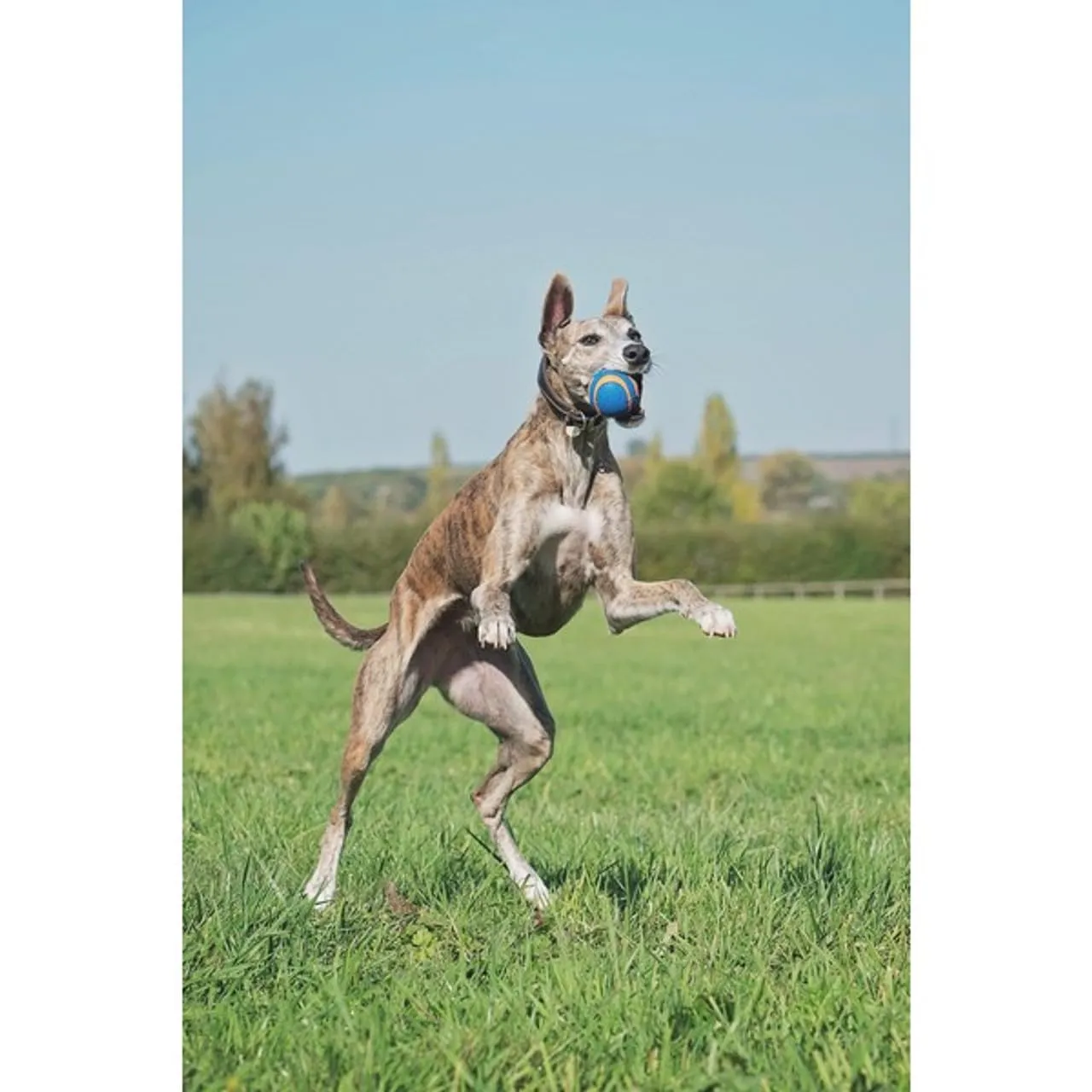 Chuckit! Ultra Squeaker Ball - Palla da Inseguimento e Cigolante per Cani - Alta Resistenza al Rimbalzo - Dimensioni Extra Large - 9 cm di Diametro - immagine 2