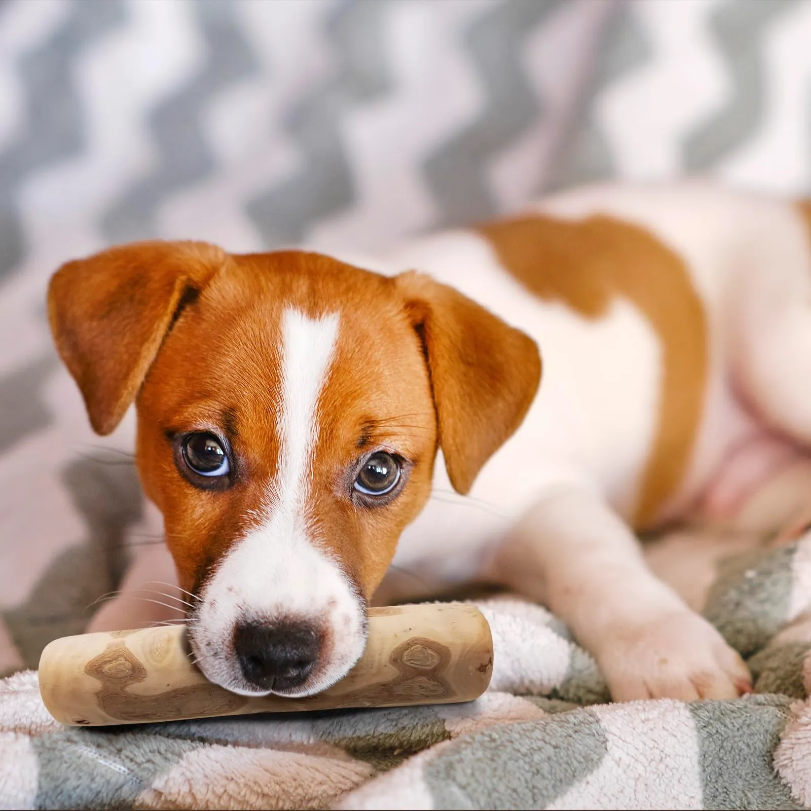 MAIKAI Legno di Caffè per Cani, 2 Masticativi Naturali, Taglia S - immagine 5