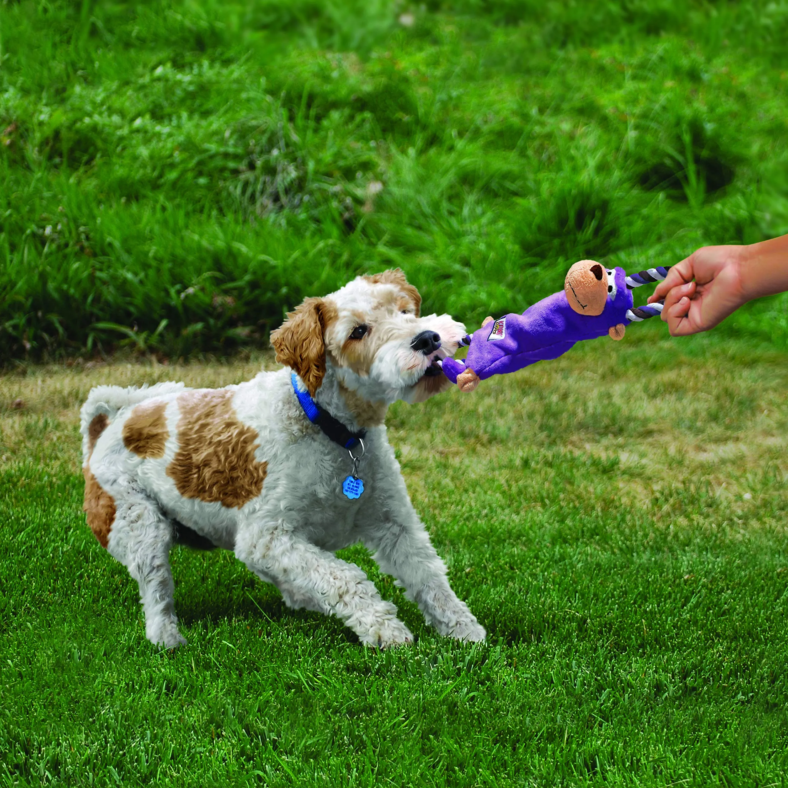 KONG - Tugger Knots Moose - Gioco tira e molla, imbottitura minima, corda anello più resistente -M/L - immagine 2