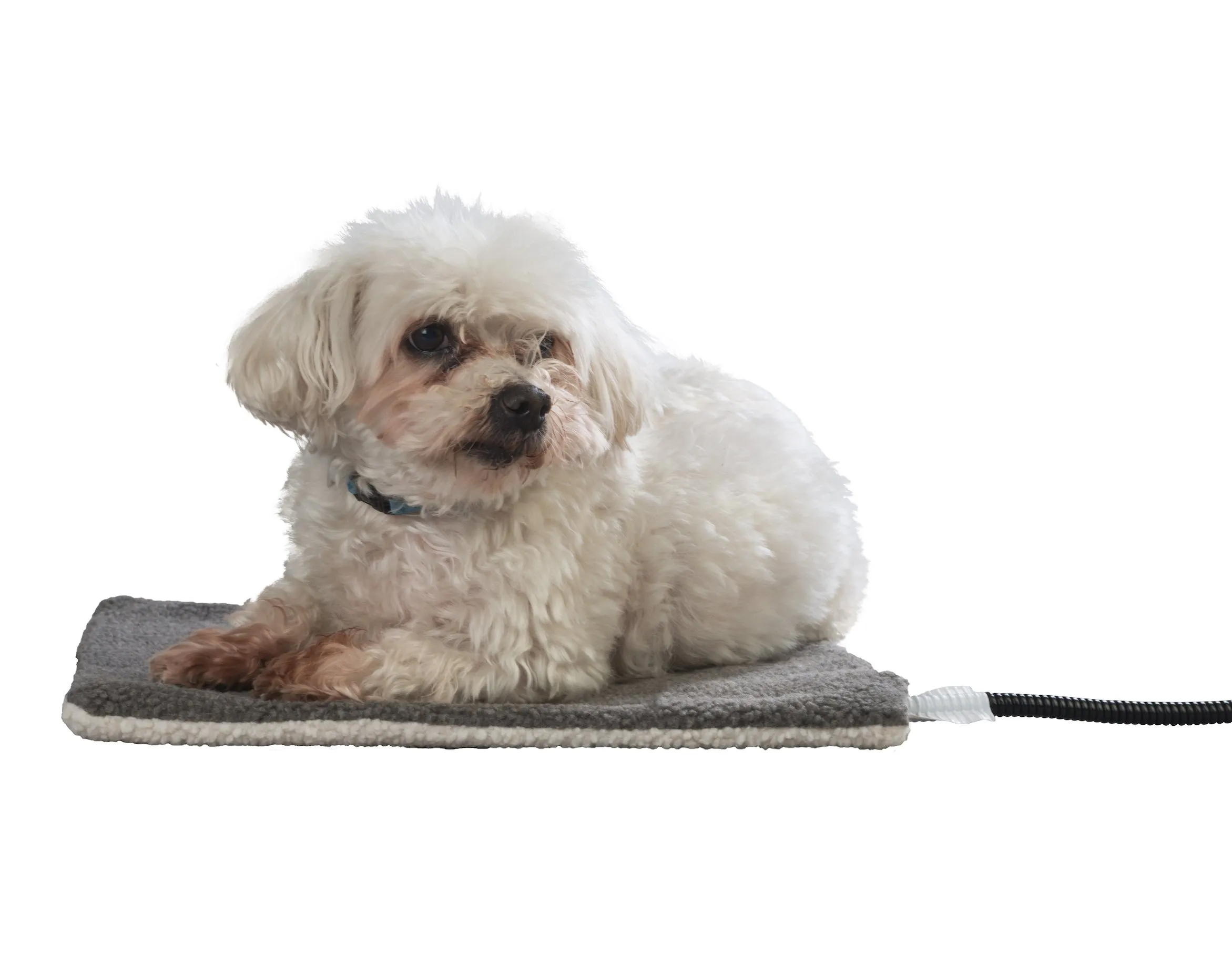 Bimar Hi.Pet PTR1 Tappetino Riscaldante per Cani e Gatti 30 x 40 cm, Cuscino Termico 12V con Fodera Sfoderabile e Lavabile, Cavo Antimorso, Cuccia Calda - immagine 3