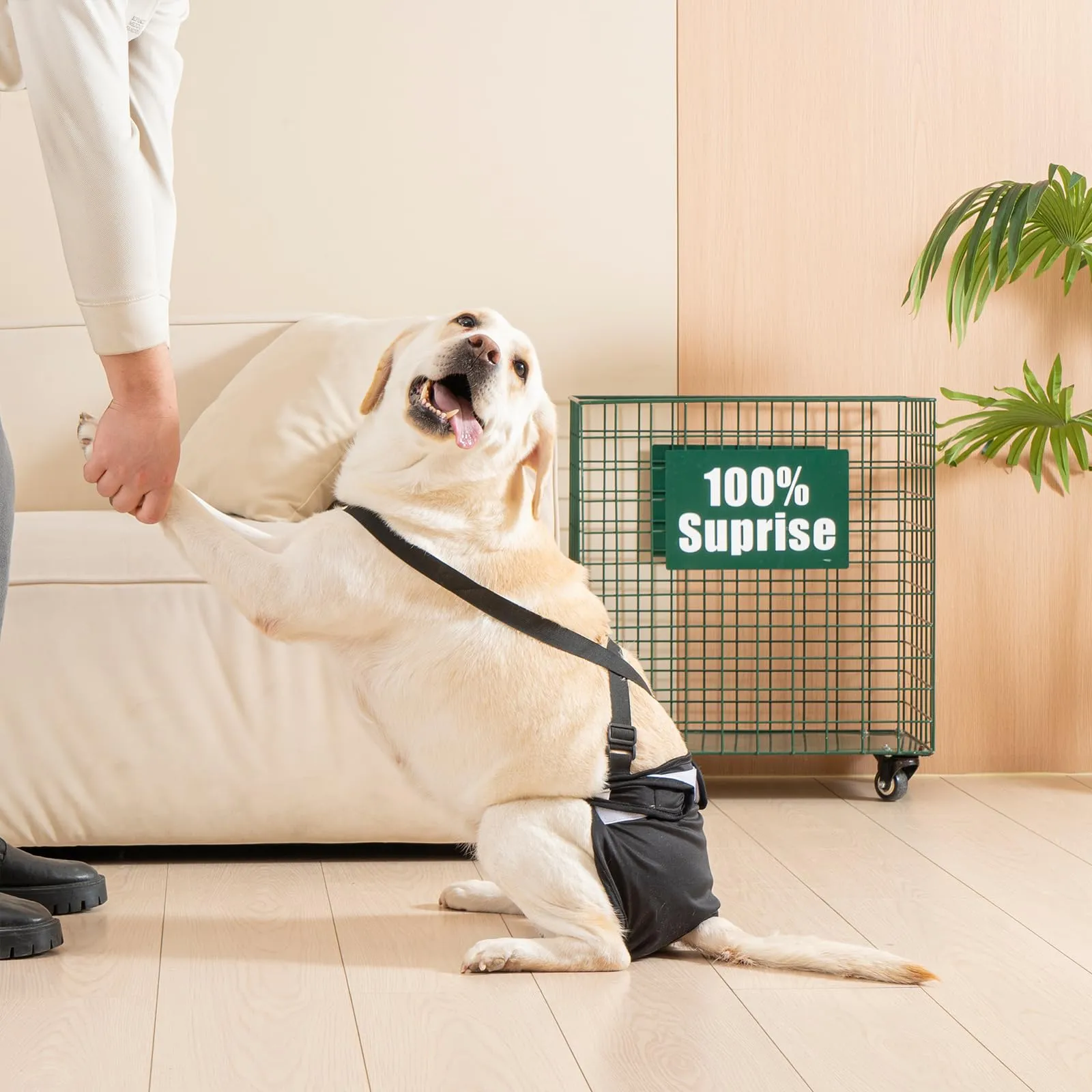 Avont 3 Pezzi Pannolini Cane Femmina Regolabili con Cinghie, Mutandine Cane Femmina Calore Altamente Riutilizzabili -L Nero - immagine 7