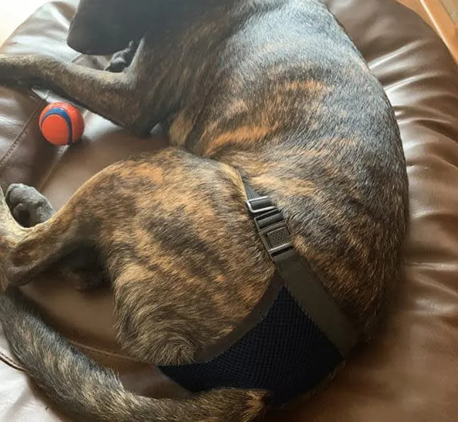 Voarge - Mutandine igieniche per cani con 3 salviette igieniche, lavabili, pannolini sanitari per cani femmina (Nero, S) - immagine 4