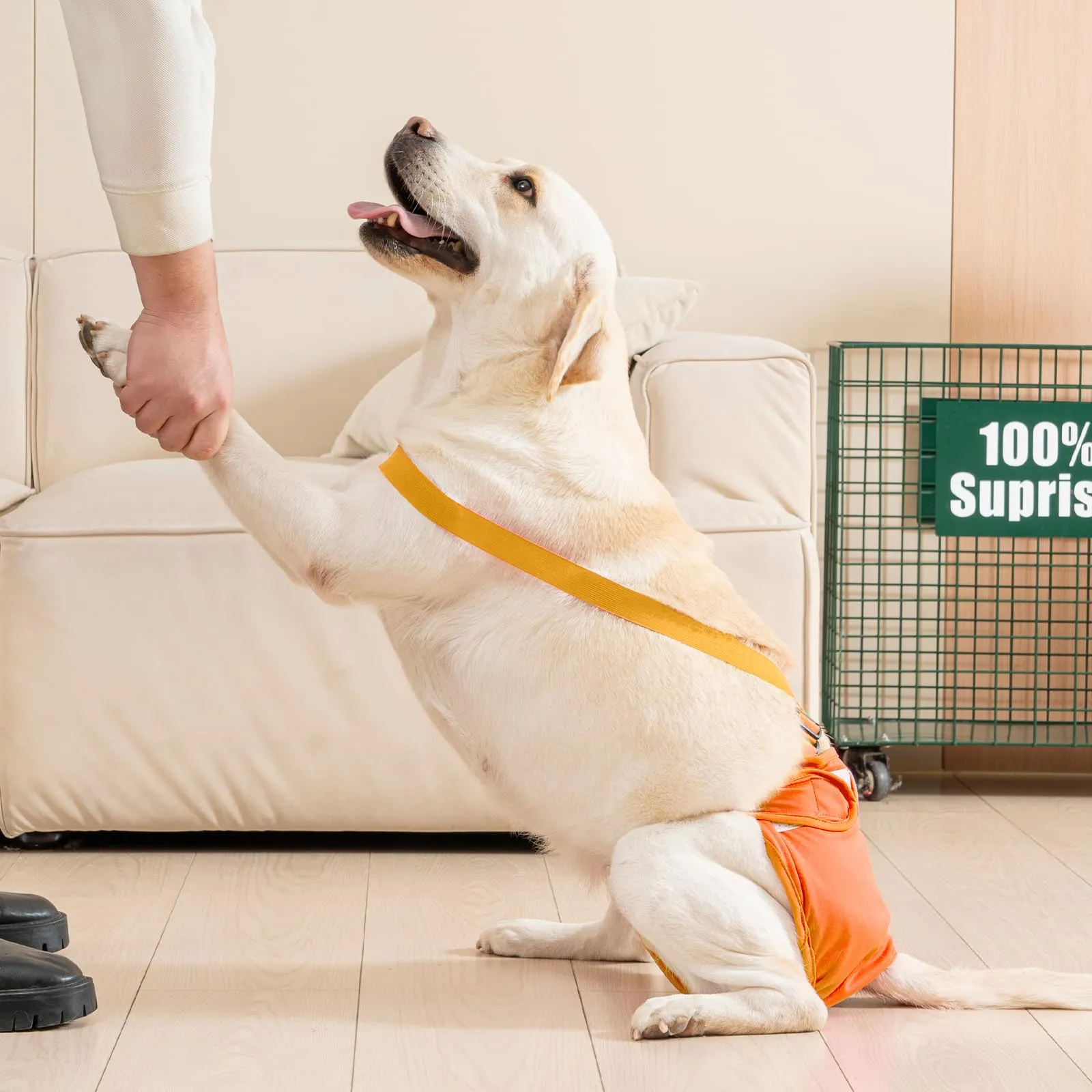Avont 3 Pezzi Pannolini Cane Femmina Regolabili con Cinghie, Mutandine Cane Femmina Calore Altamente Riutilizzabili -XL Blu/Arancione/Grigio - immagine 7