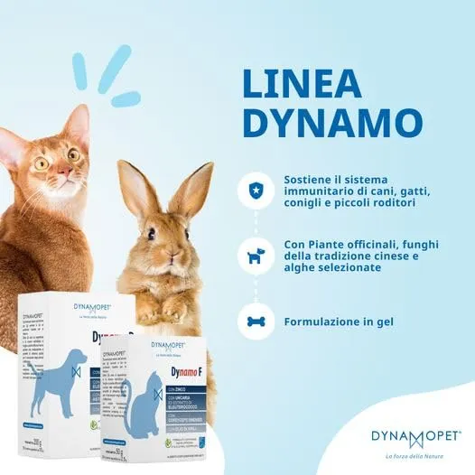 DYNAMOPET | Dynamo F - Alimento Complementare per le Naturali Difese dell'Organismo di Gatti, Confezione 20 Stick da 2,5 g - uno Stick ogni 5 kg di Peso dell'Animale - immagine 5