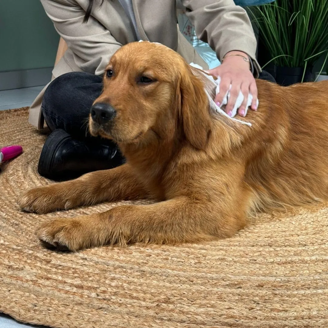 Inodorina Shampoo secco per cani, gatti e cuccioli (300 ml, Profumo di latte e vaniglia) – Mousse ad azione emolliente e detergente – Rispetta il pH naturale, ideale per lavaggi frequenti - immagine 4
