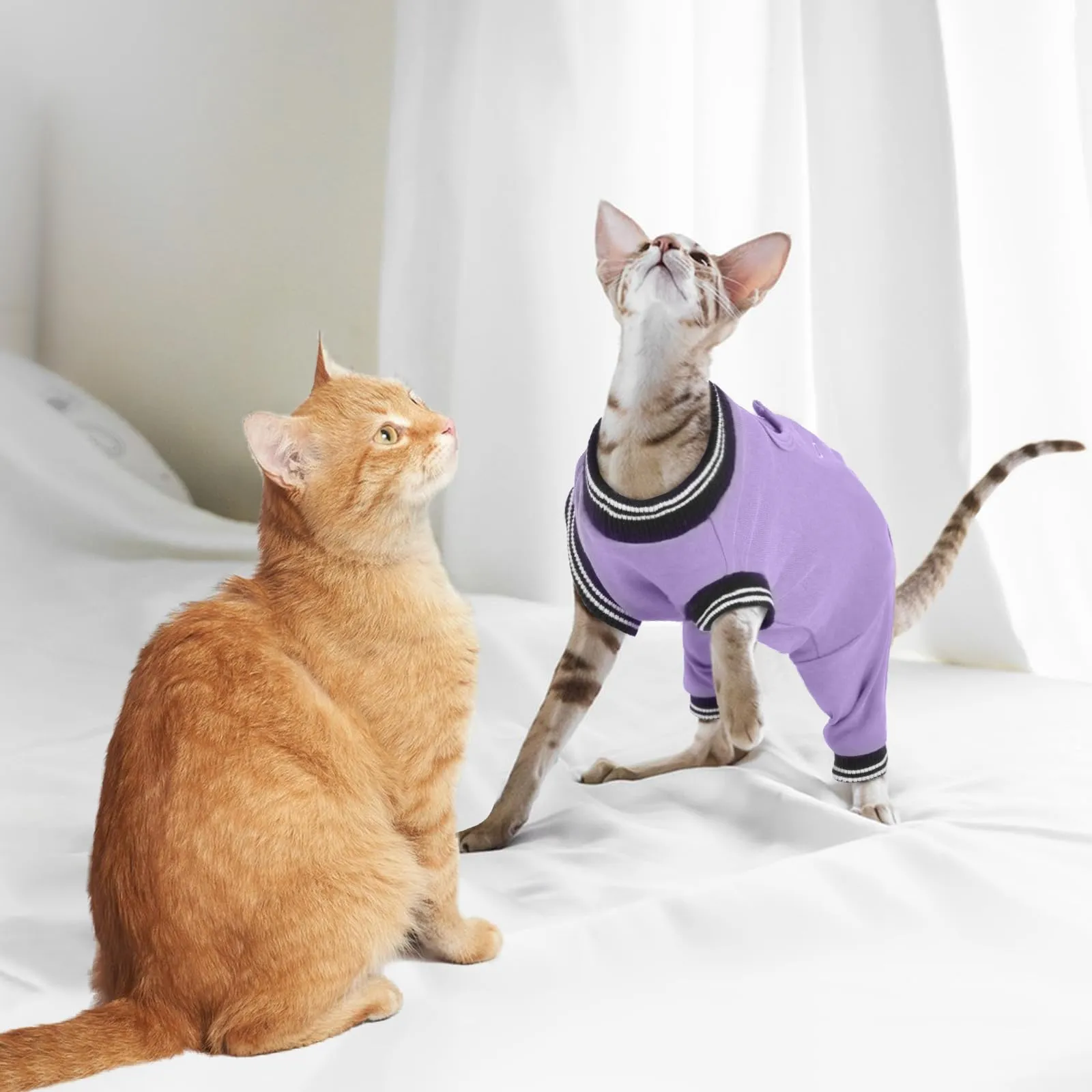 PUMYPOREITY Body Gatto Post Operatorio Sterilizzazione, Tuta per Recupero Gatti Tutina Cane Post Operatoria Sterilizzazione(Viola, XL) - immagine 7