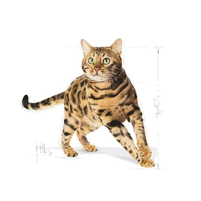 Royal Canin Cibo Secco per Gatti Bengala - 10000 gr - immagine 2