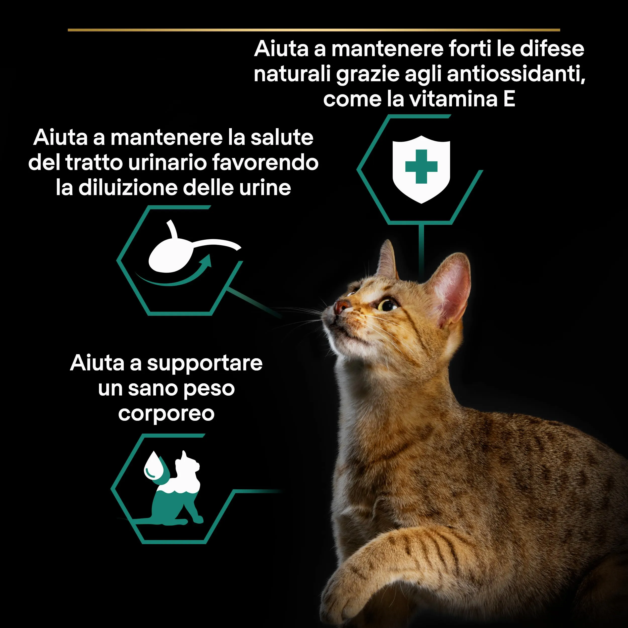 Purina Pro Plan Sterilised Mantainance Cibo Umido per Gatti Sterilizzati Pezzettini in Salsa Manzo, 40 Bustine da 85g - immagine 4