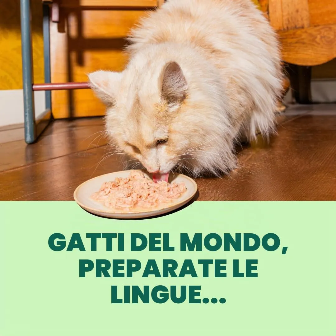 Edgard & Cooper Cibo Umido per Gatti, Sfilaccetti in Brodo, Salmone & Sgombro 24 x 70g, Cibo per Gatti Senza Cereali, Ingredienti Naturali, Anche per Gatti Sterilizzati, No Zuccheri Aggiunti - immagine 3