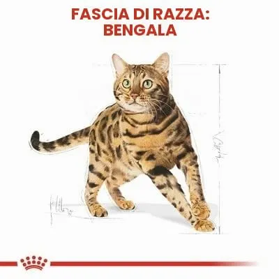 Royal Canin Cibo Secco per Gatti Adulti Bengal - 2000 gr - immagine 2