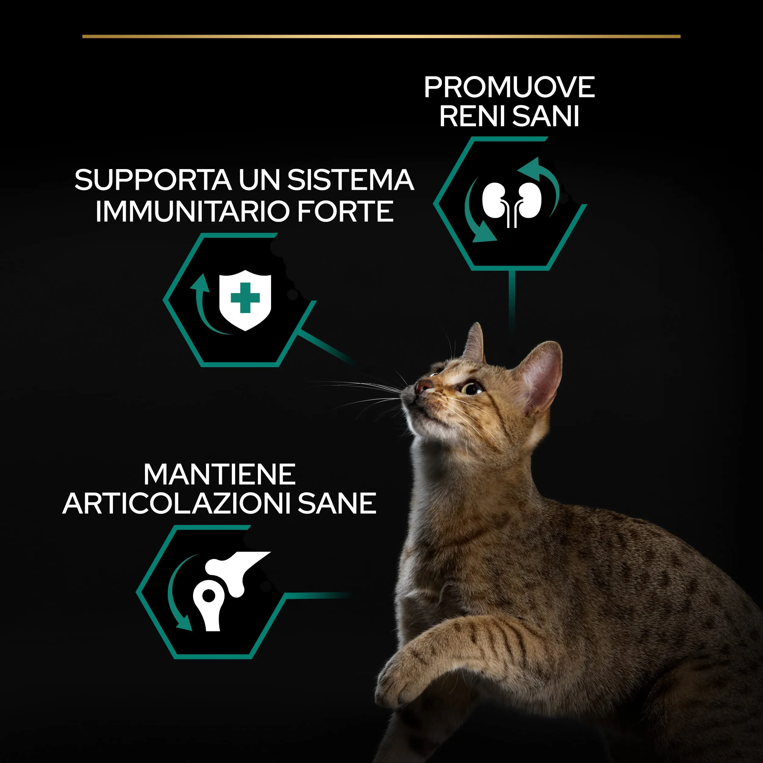 Purina Pro Plan Renal Plus Crocchette Gatti Adulti Ricco in Pollo, 6 Confezioni da 1,5 kg - immagine 3