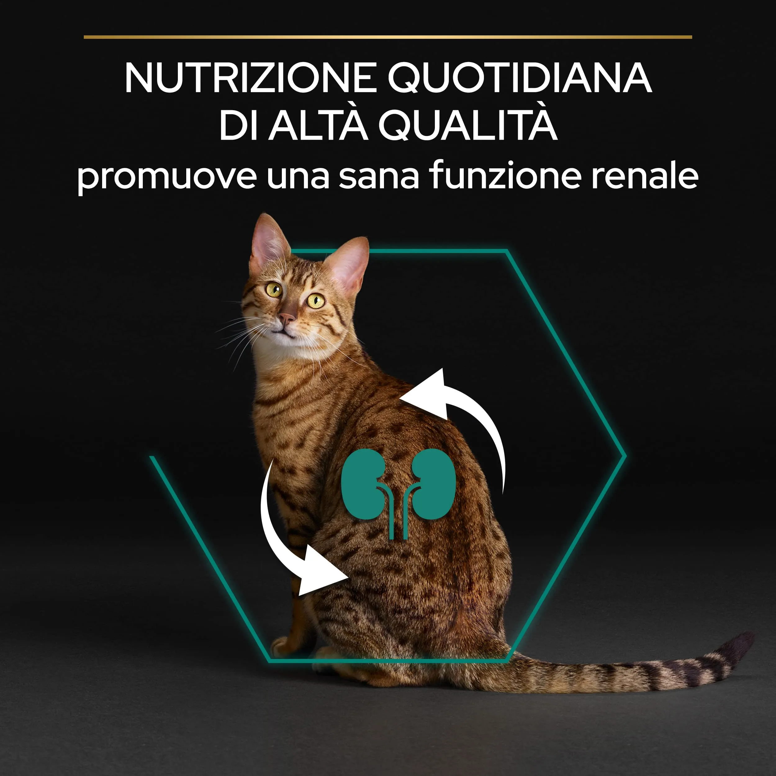 Purina Pro Plan Renal Plus Crocchette Gatti Adulti Ricco in Pollo, 6 Confezioni da 1,5 kg - immagine 4
