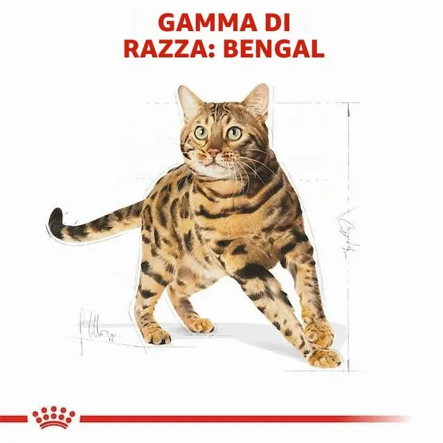 Royal Canin Bengal Adult | Confezione Doppia | 2 x 400 g | Alimento completo per gatti | Specifico per gatti bengalesi adulti | A partire dal 12° mese | Cibo secco per gatti bengalesi - immagine 4
