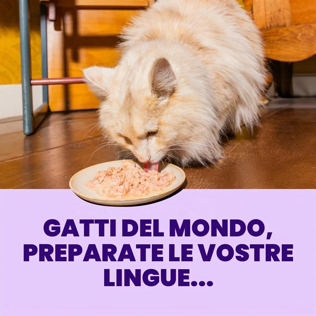 Edgard & Cooper Cibo Umido per Gatti, Sfilaccetti in Brodo, Salmone & Tonno 24 x 70g, Cibo per Gatti Senza Cereali, Ingredienti Naturali, Anche per Gatti Sterilizzati, No Zuccheri Aggiunti - immagine 3