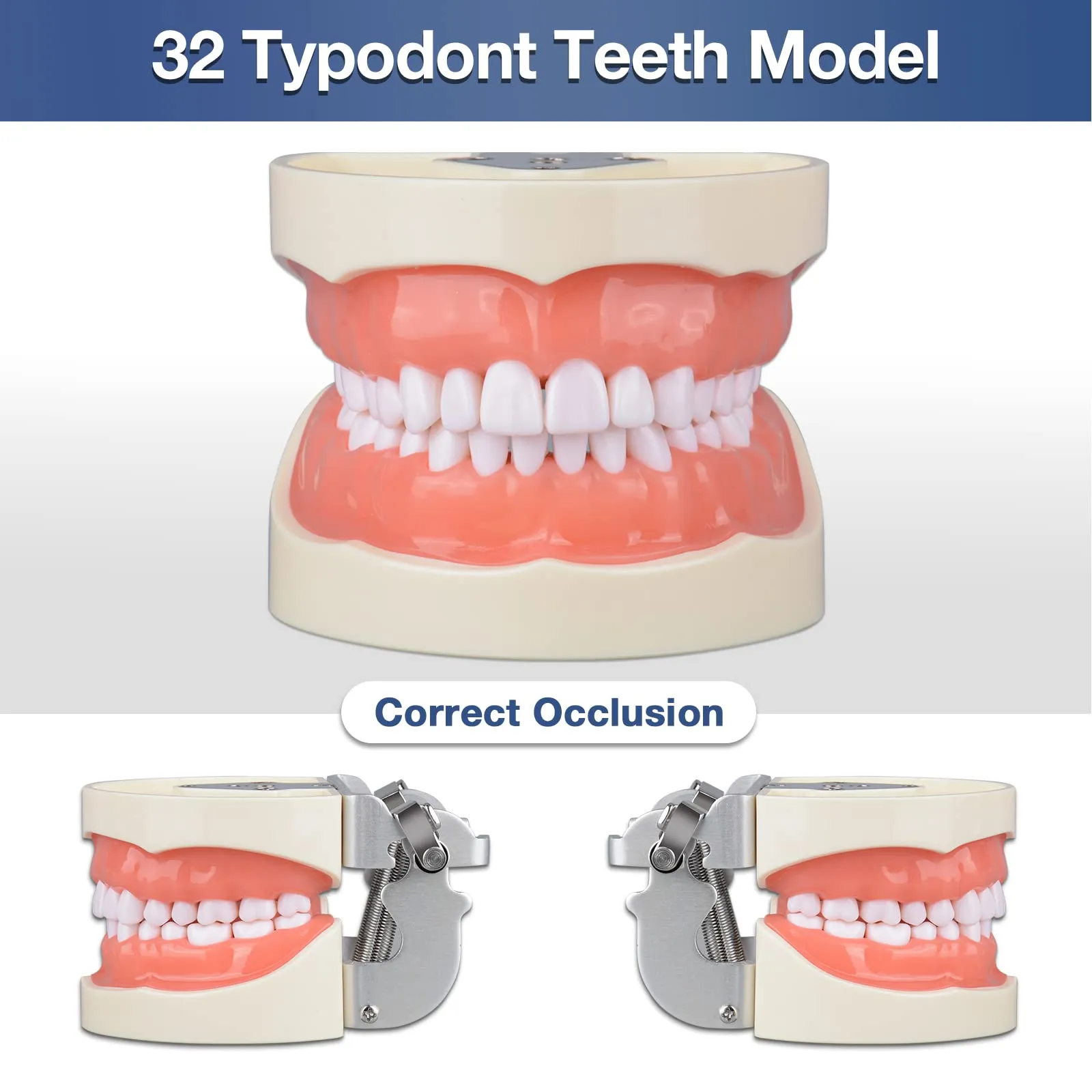 Ultrassist Modello dentale Typodont con 32 denti staccabili per studenti di igiene dentale, adatto per insegnamento, pratica e studio, con piccolo cacciavite - immagine 2
