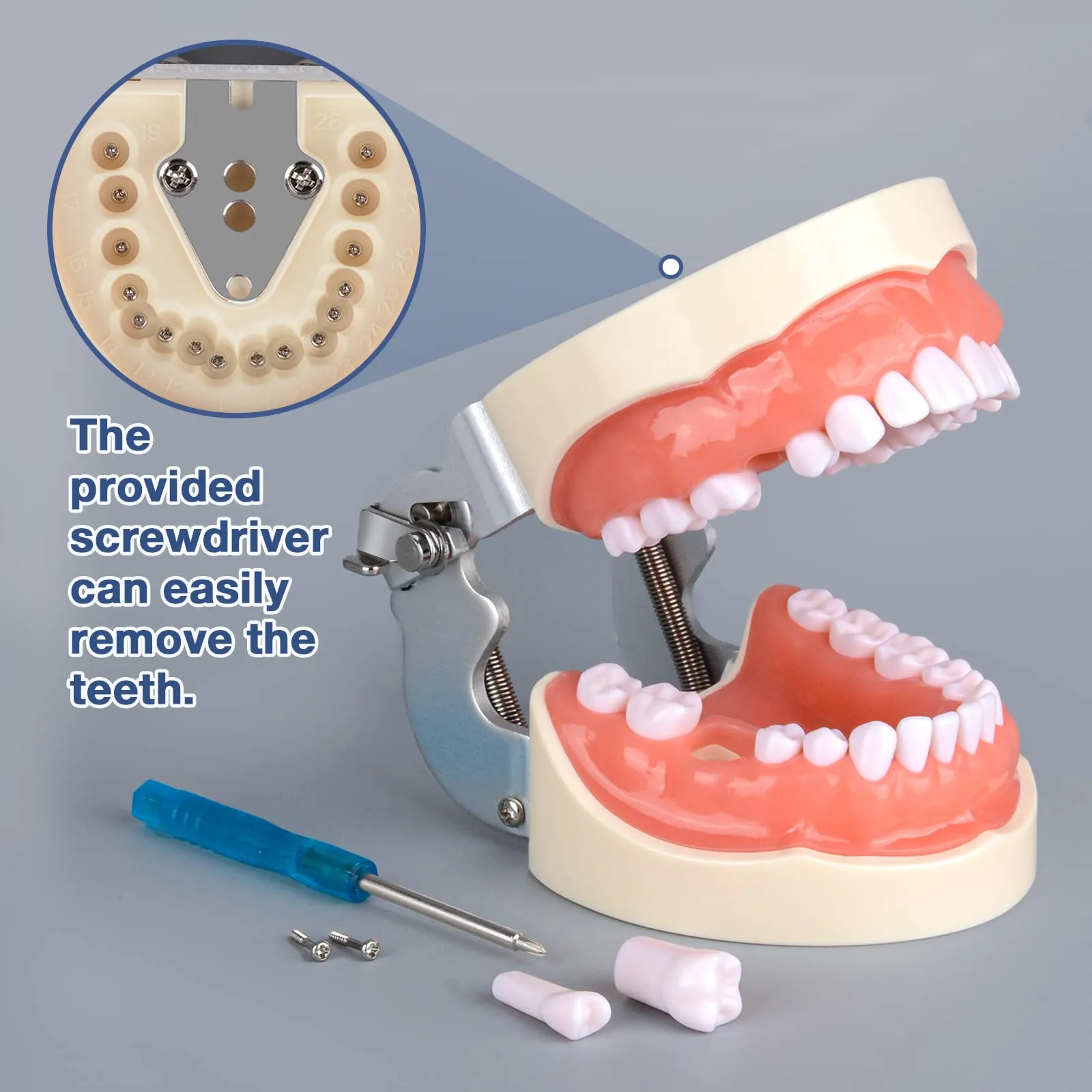 Ultrassist Modello dentale Typodont con 32 denti staccabili per studenti di igiene dentale, adatto per insegnamento, pratica e studio, con piccolo cacciavite - immagine 3
