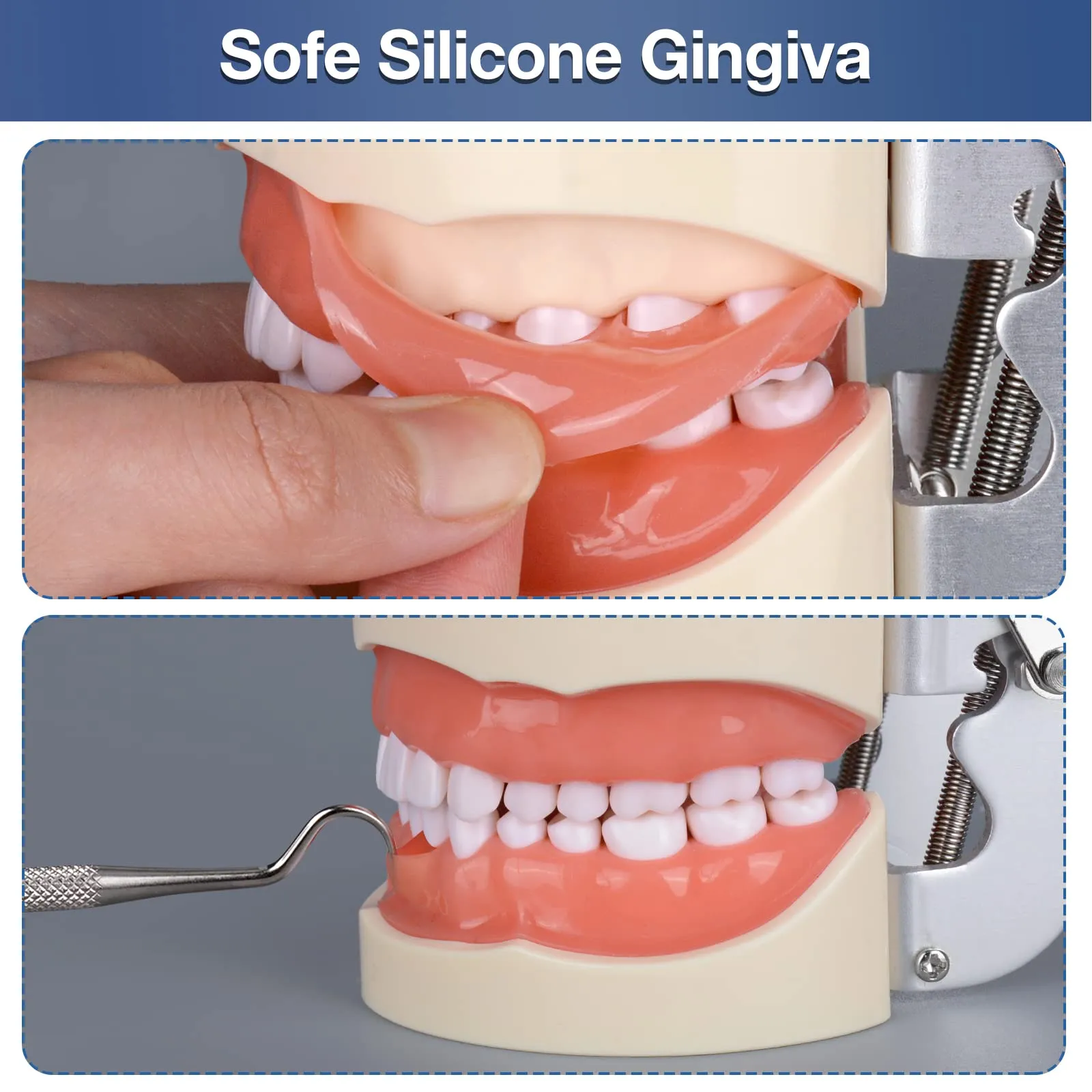 Ultrassist Modello dentale Typodont con 32 denti staccabili per studenti di igiene dentale, adatto per insegnamento, pratica e studio, con piccolo cacciavite - immagine 5