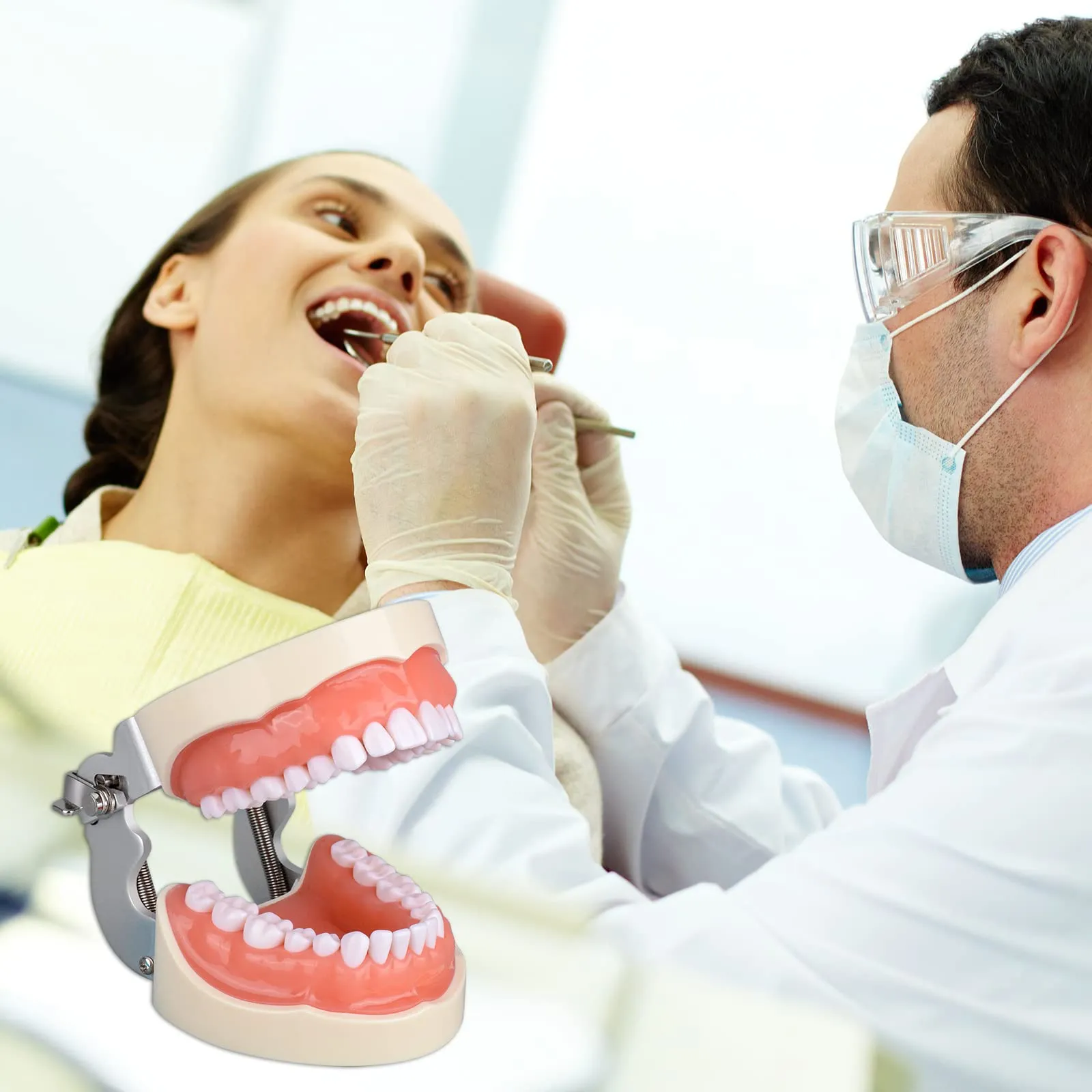 Ultrassist Modello dentale Typodont con 32 denti staccabili per studenti di igiene dentale, adatto per insegnamento, pratica e studio, con piccolo cacciavite - immagine 6