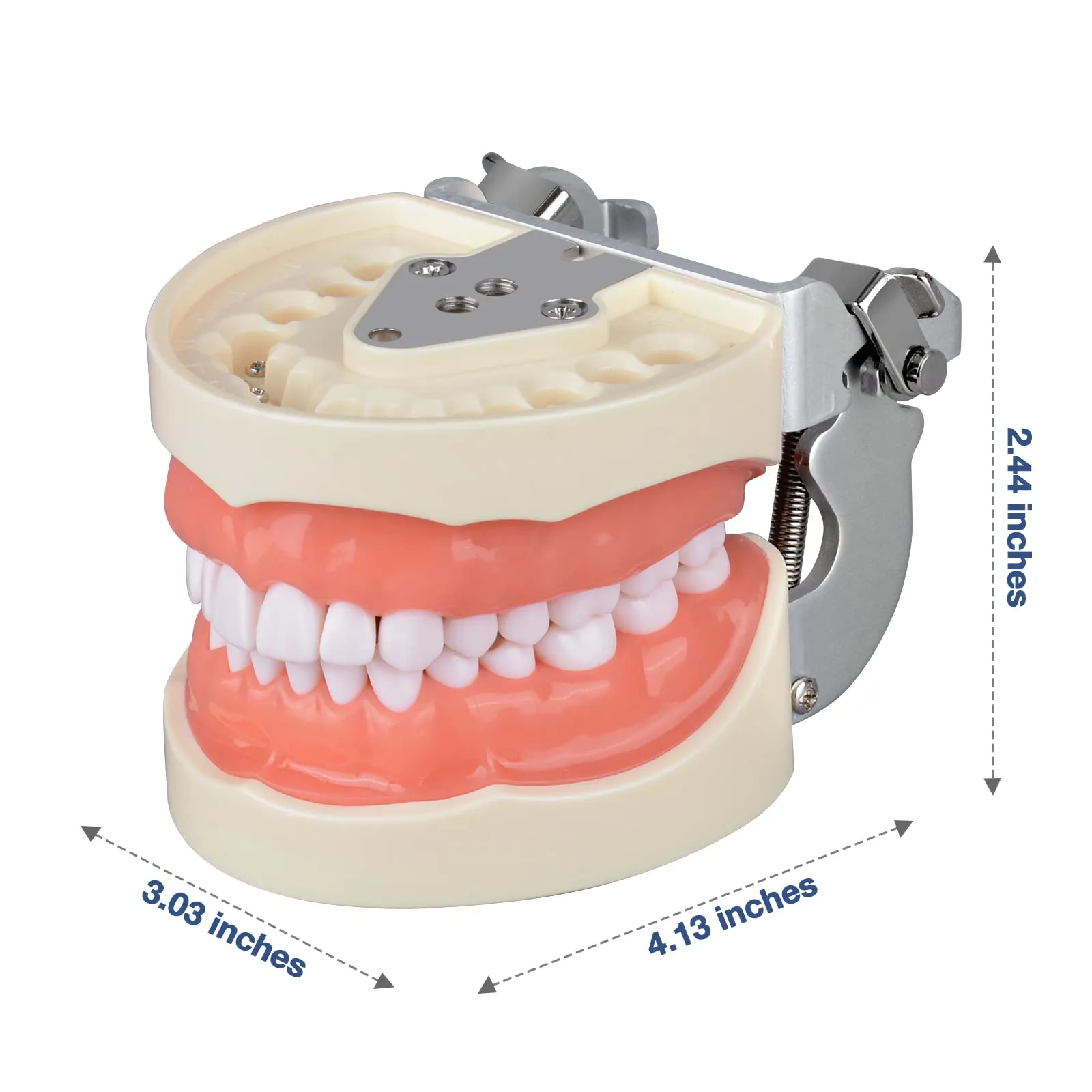 Ultrassist Modello dentale Typodont con 32 denti staccabili per studenti di igiene dentale, adatto per insegnamento, pratica e studio, con piccolo cacciavite - immagine 7