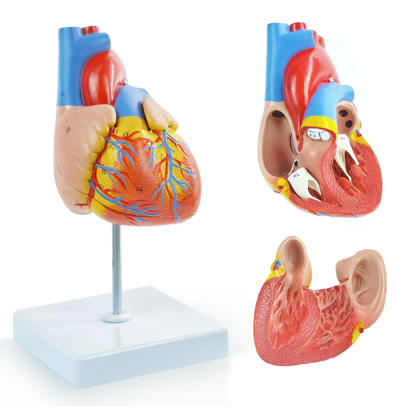 Modello Di Cuore Umano, Scala 1:1 - immagine 1