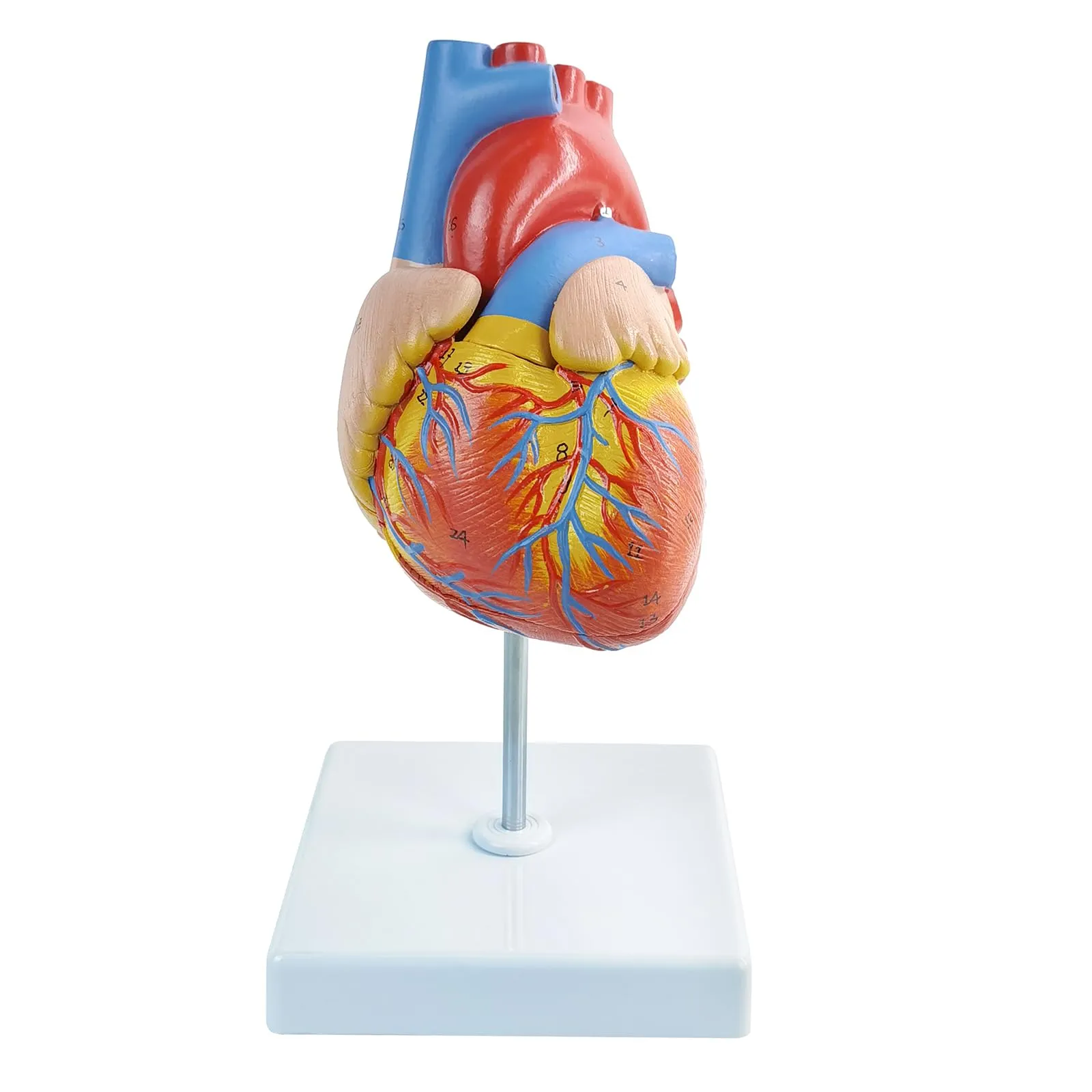 Modello Di Cuore Umano, Scala 1:1 - immagine 2